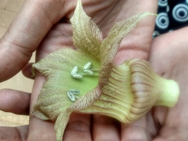 /wp-content/uploads/2020/10/Crescentia%20Species-Mumbai-IMG_20150412.jpg