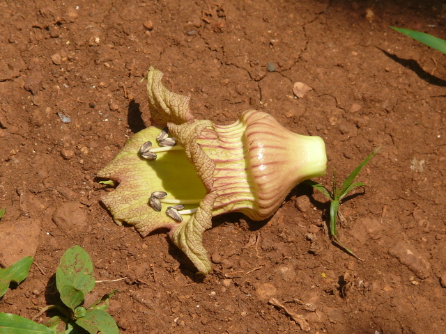 /wp-content/uploads/2020/10/Crescentia%20Species-Mumbai-P1360013.jpg