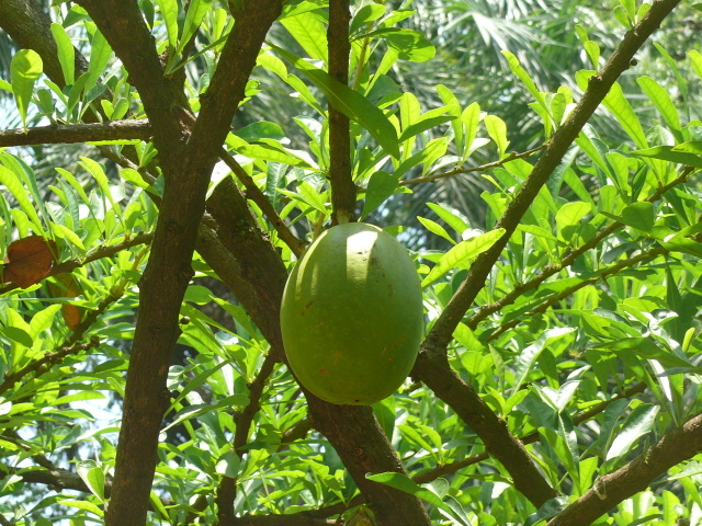 /wp-content/uploads/2020/10/Crescentia%20Species-Mumbai-P1360014.jpg