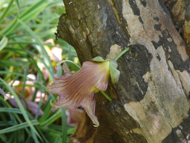 /wp-content/uploads/2020/10/Crescentia%20Species-Mumbai-P1360016.jpg