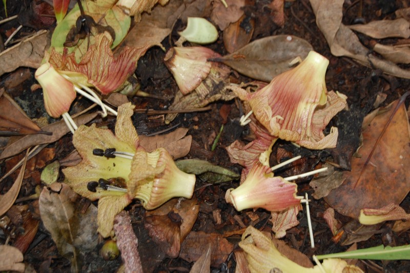 /wp-content/uploads/2020/10/DSC_4639bfallenFlowers.jpg