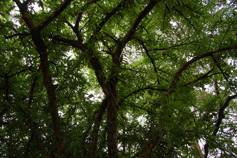 /wp-content/uploads/2020/10/DSC_4647cTree.jpg