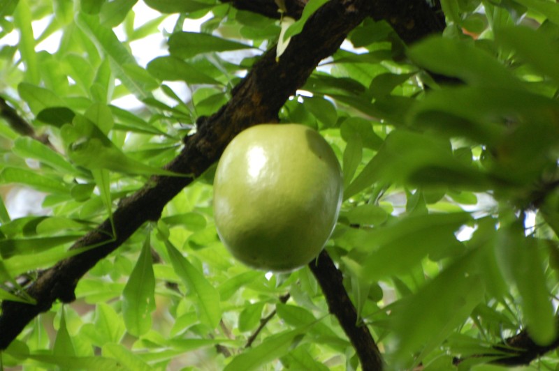 /wp-content/uploads/2020/10/DSC_4655Fruit.jpg