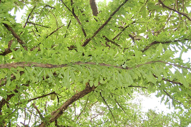 /wp-content/uploads/2020/10/DSC_4660Leaves.jpg