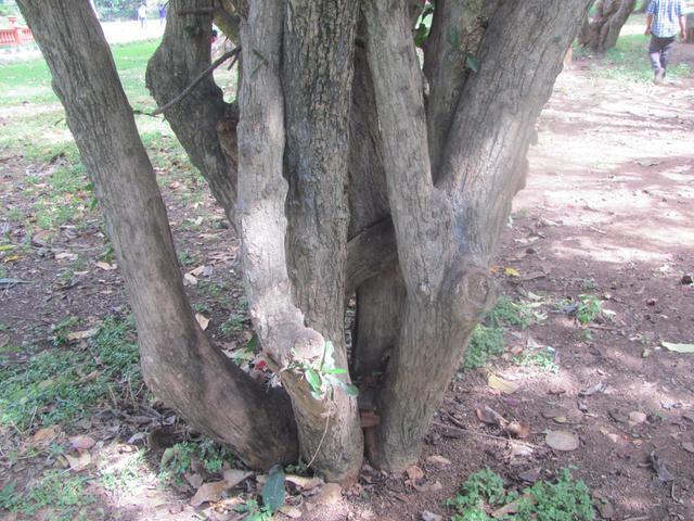 /wp-content/uploads/2020/10/Gourd%20Tree%20-%20Bark.jpg
