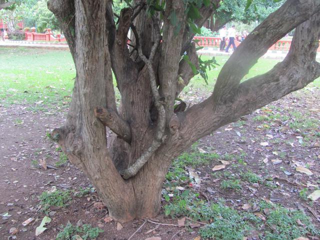 /wp-content/uploads/2020/10/Gourd%20Tree%20-%20Branch.jpg