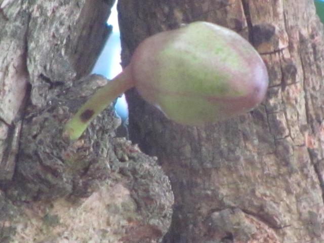 /wp-content/uploads/2020/10/Gourd%20Tree%20-%20Bud.jpg