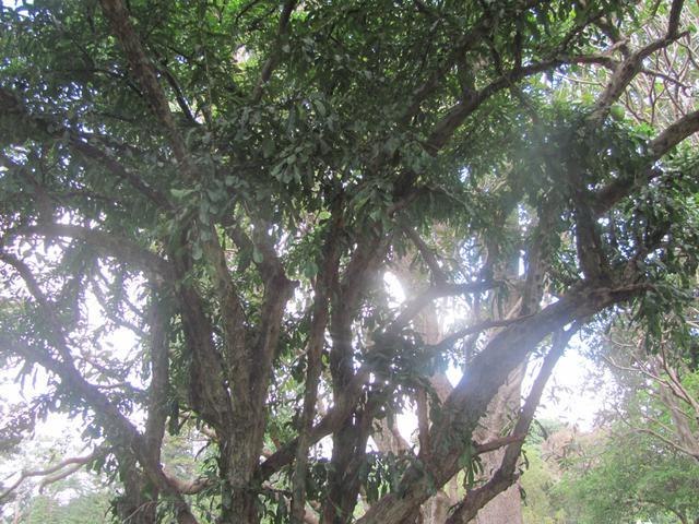 /wp-content/uploads/2020/10/Gourd%20Tree%20-%20Canopy.jpg