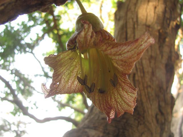 /wp-content/uploads/2020/10/Gourd%20Tree%20-%20Flower-2.jpg