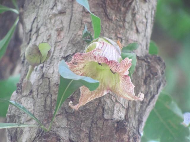 /wp-content/uploads/2020/10/Gourd%20Tree%20-%20Flower.jpg