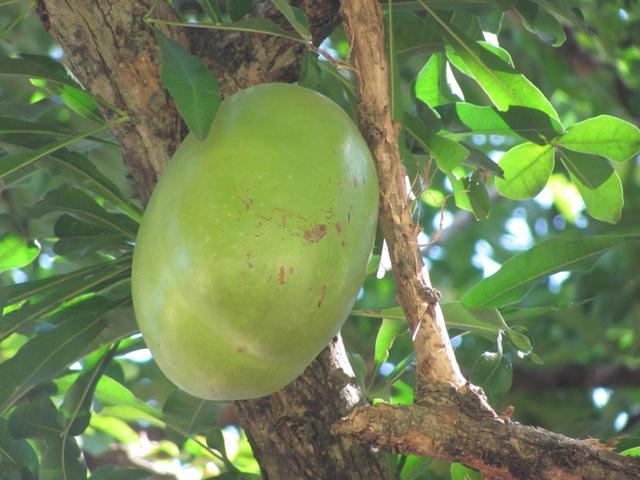 /wp-content/uploads/2020/10/Gourd%20Tree%20-%20Fruit-1.jpg