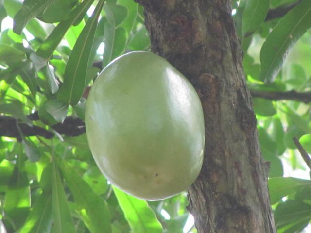 /wp-content/uploads/2020/10/Gourd%20Tree%20-%20Fruit.jpg