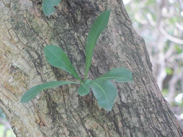 /wp-content/uploads/2020/10/Gourd%20Tree%20-%20Leaf-2.jpg