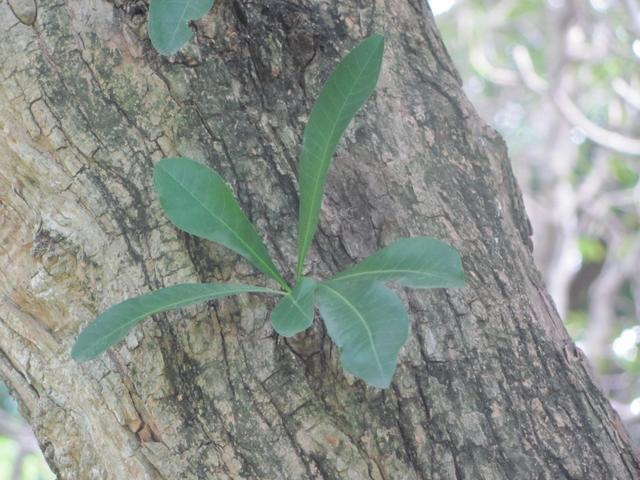 /wp-content/uploads/2020/10/Gourd%20Tree%20-%20Leaf.jpg
