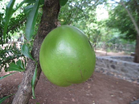 /wp-content/uploads/2020/10/thiru%20fruit4.jpg