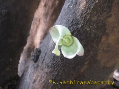 /wp-content/uploads/2020/10/thiru%20vodu%20flower%202.jpg