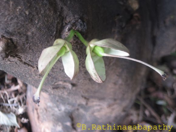 /wp-content/uploads/2020/10/thiru%20vodu%20flower.jpg