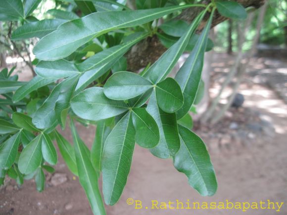 /wp-content/uploads/2020/10/thiru%20vodu%20leaf.jpg