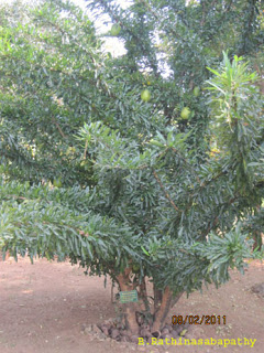 /wp-content/uploads/2020/10/thriuvodu%20tree.jpg